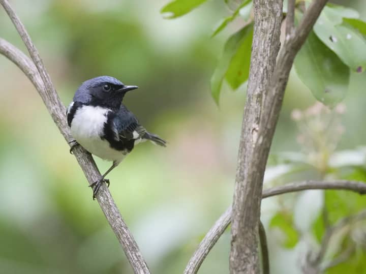 Birding Expedition: Powdermill Avian Research Center