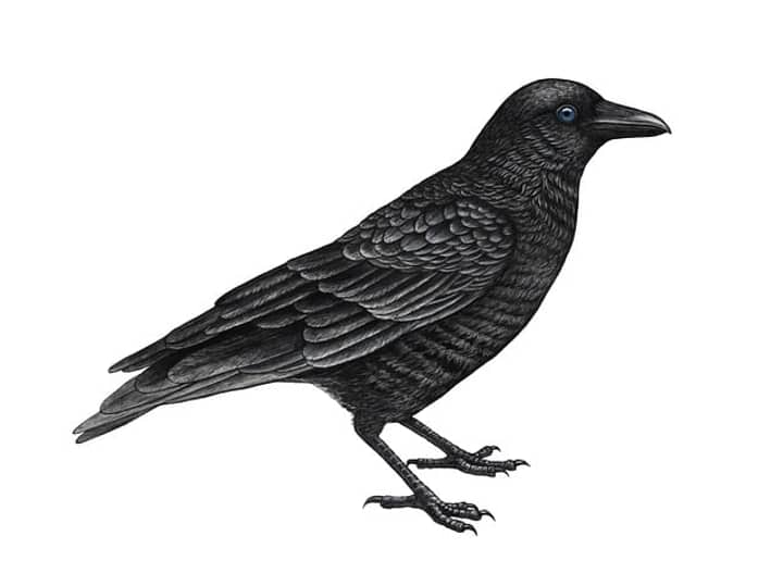 Paranormal Poe: Poe and Victorian Spiritualism