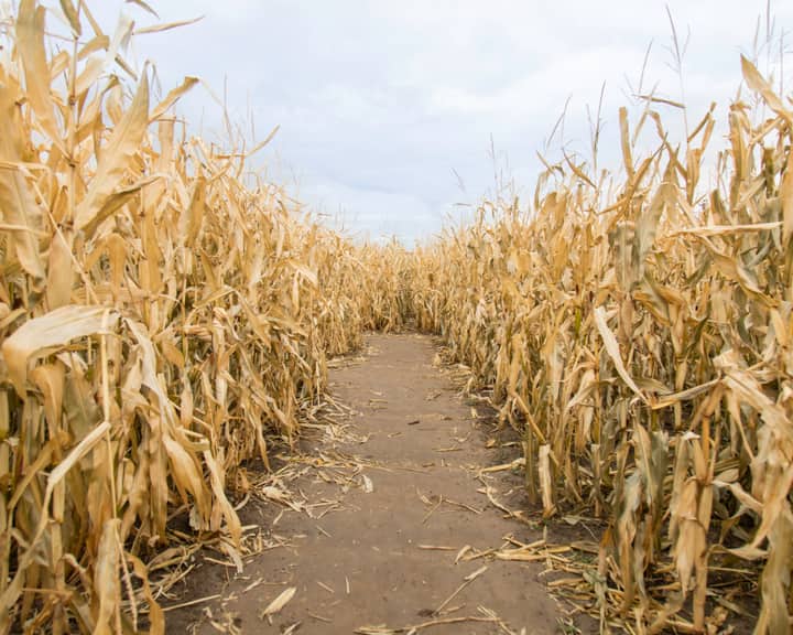 Fall Fest & Corn Maze at Ed Dunneback & Girl's