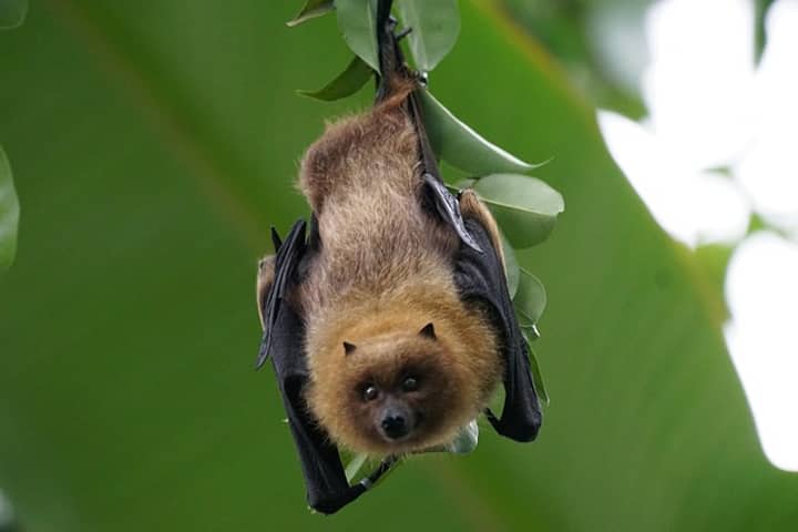 Bat Ambassador Visit