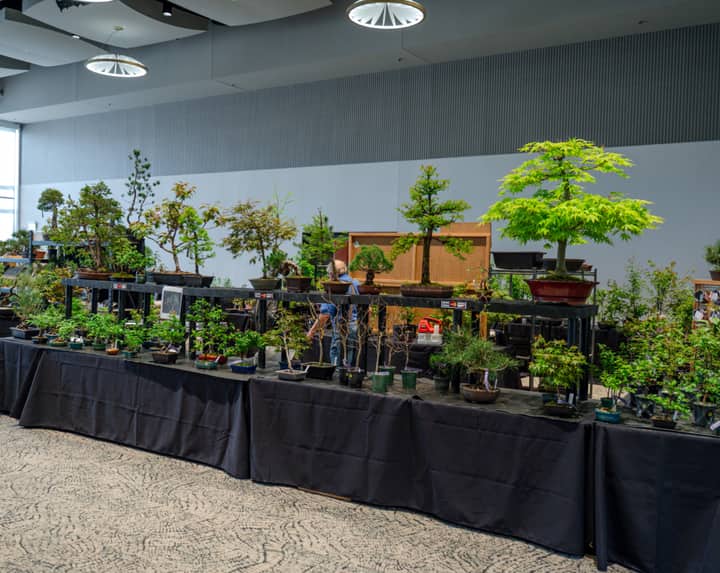 Fall Bonsai Show Presented by the West Michigan Bonsai Club